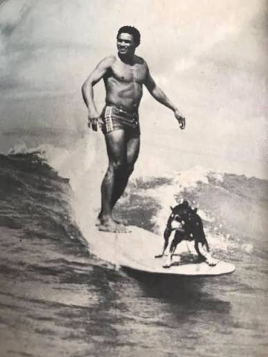 Dogs Playing in the Surf